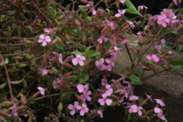 Saponaria ocymoidesRotszeepkruid bestellen